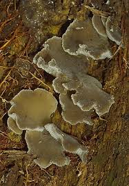 Attēlu rezultāti vaicājumam “Pseudohydnum gelatinosum”