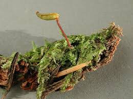 Attēlu rezultāti vaicājumam “Buxbaumia viridis sporophyte”