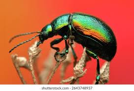 Attēlu rezultāti vaicājumam “Chrysolina fastuosa”