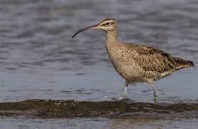 Image result for Numenius borealis