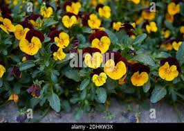 Attēlu rezultāti vaicājumam “Viola x williamsii”