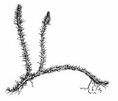 Attēlu rezultāti vaicājumam “Lycogala asperum”