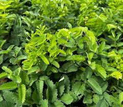 Image result for Sanguisorba officinalis