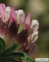 Attēlu rezultāti vaicājumam “Anthyllis maritima”