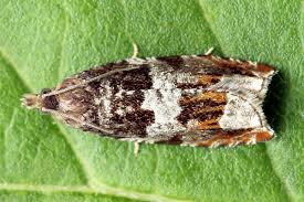 Attēlu rezultāti vaicājumam “Ancylis myrtillana”