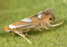 Attēlu rezultāti vaicājumam “Depressaria depressana”