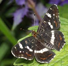 Attēlu rezultāti vaicājumam “Araschnia levana upperside”