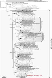 Attēlu rezultāti vaicājumam “Enerthenema papillatum young”