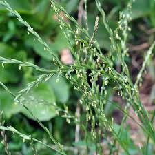 Attēlu rezultāti vaicājumam “Lolium perenne”