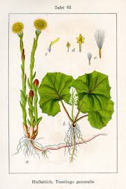 Attēlu rezultāti vaicājumam “Tussilago farfara leaf”