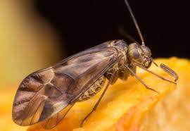 Attēlu rezultāti vaicājumam “Metylophorus nebulosus”