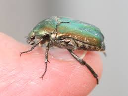 Attēlu rezultāti vaicājumam “Potosia cuprea”