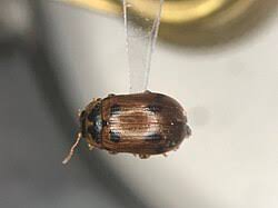 Attēlu rezultāti vaicājumam “Gonioctena”