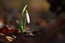 Attēlu rezultāti vaicājumam “Galanthus nivalis bud”
