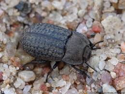 Attēlu rezultāti vaicājumam “Opatrum sabulosum”