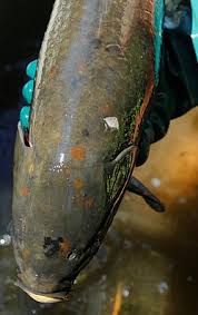 Image result for Ictiobus cyprinellus