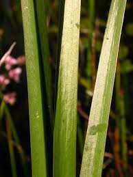 Attēlu rezultāti vaicājumam “Butomus umbellatus fruit”