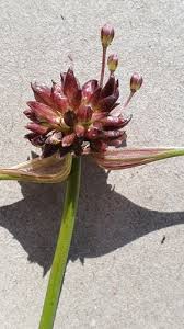 Attēlu rezultāti vaicājumam “Allium oleraceum bud”