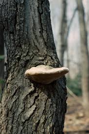 Attēlu rezultāti vaicājumam “Phellinus nigricans”