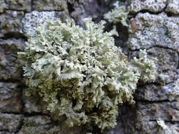 Attēlu rezultāti vaicājumam “Ramalina pollinaria”