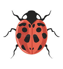 Attēlu rezultāti vaicājumam “Coccinella septempunctata imago”