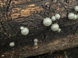 Attēlu rezultāti vaicājumam “Lycogala cf. fossiculatum young”