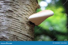 Attēlu rezultāti vaicājumam “Piptoporus betulinus”