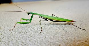 Attēlu rezultāti vaicājumam “Mantis religiosa”
