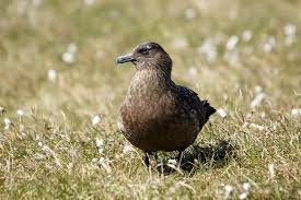 Image result for Stercorarius skua