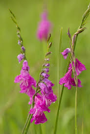 Attēlu rezultāti vaicājumam “Gladiolus imbricatus flower”