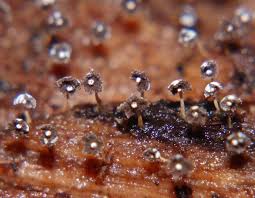 Attēlu rezultāti vaicājumam “Didymium bahiense stalked”