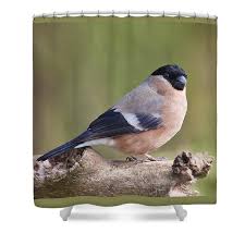 Attēlu rezultāti vaicājumam “Pyrrhula pyrrhula female”