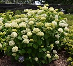 Attēlu rezultāti vaicājumam “Hydrangea arborescens subsp. discolor”