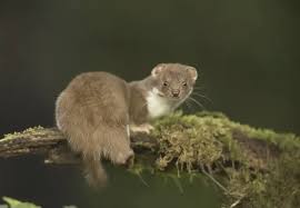 Attēlu rezultāti vaicājumam “Mustela nivalis adult”