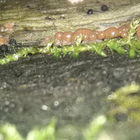 Attēlu rezultāti vaicājumam “Trichia erecta”