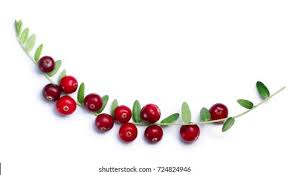 Attēlu rezultāti vaicājumam “Oxycoccus leaf”