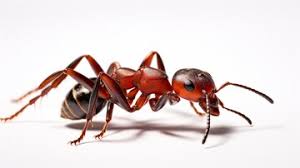 Attēlu rezultāti vaicājumam “Formica rufa imago”