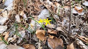 Attēlu rezultāti vaicājumam “Gagea pratensis flower”