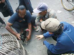 Tips jual beli ayam bangkok