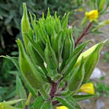 Attēlu rezultāti vaicājumam “Oenothera rubricauli flower”