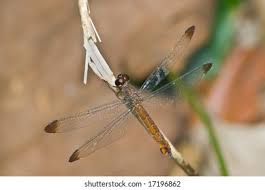 Attēlu rezultāti vaicājumam “Leucorrhinia rubicunda male”