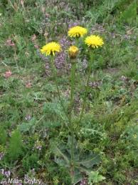 Attēlu rezultāti vaicājumam “Hypochaeris maculata leaf”