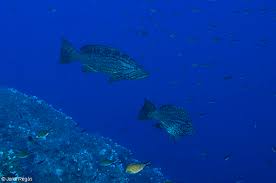 Image result for Mycteroperca rubra