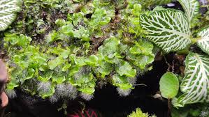 Attēlu rezultāti vaicājumam “Tritomaria exsectiformis cells”