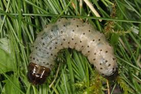Attēlu rezultāti vaicājumam “Staurophora celsia”