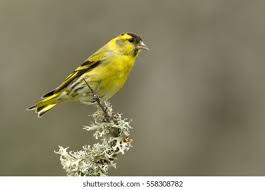Attēlu rezultāti vaicājumam “Carduelis spinus male”