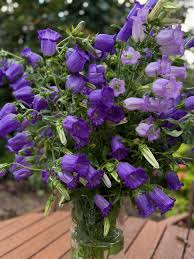 Image result for Campanula medium