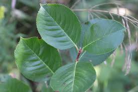 Attēlu rezultāti vaicājumam “Aronia melanocarpa leaf”