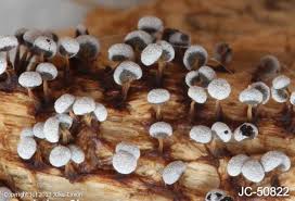 Attēlu rezultāti vaicājumam “Physarum notabile spores”