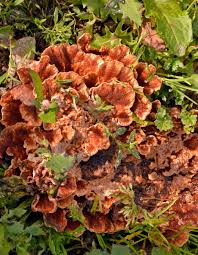 Attēlu rezultāti vaicājumam “Abortiporus biennis”